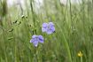 Ausdauernder Lein, Linum perenne