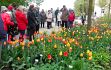 Triumph-Tulpen blühen früh und zeichnen sich durch große, wetterfeste Blüten und standfeste Stiele aus