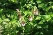 Cypripedium tibeticum, der Tibet-Frauenschuh