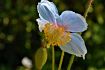 Der Himalaya-Scheinmohn (Meconopsis baileyi) ist eine begehrte Pflanzenrarität