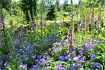 Die Blütezeit des Roten Fingerhuts (Digitalis purpurea) beginnt im Frühsommer