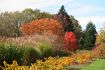 Hamamelis- und Miscanthus-Sichtung im Spätherbst