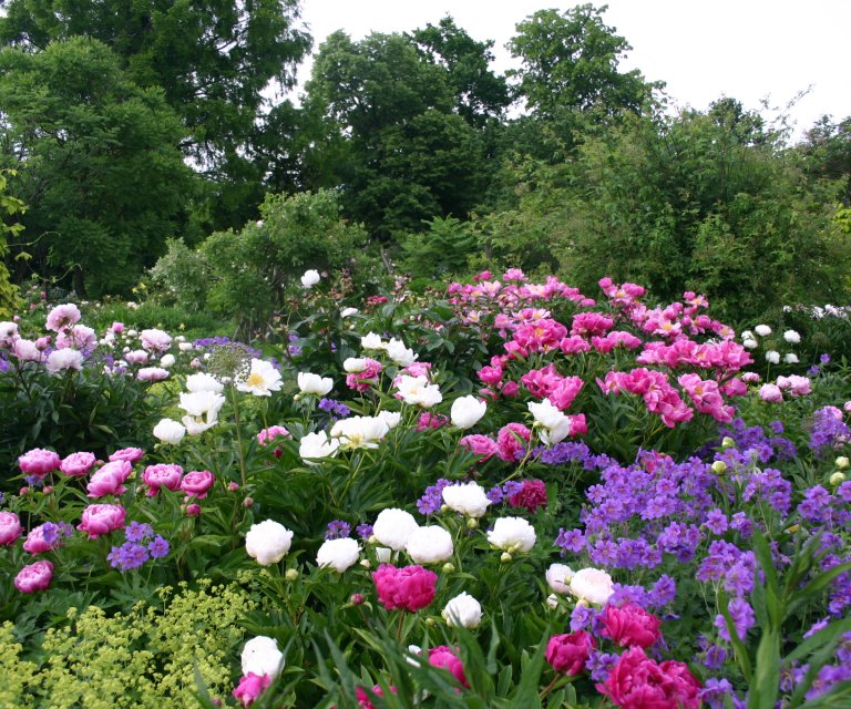 14_Paeonienbeet